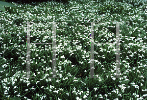 Picture of Galanthus nivalis 