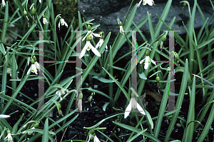 Picture of Galanthus nivalis 'Atkinsii'