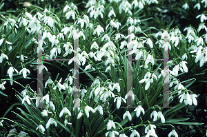 Picture of Galanthus nivalis 