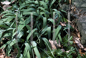 Picture of Galanthus plicatus 