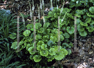 Picture of Galax urceolata 