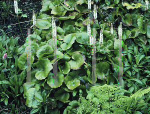 Picture of Galax urceolata 