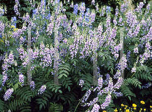 Picture of Galega officinalis 