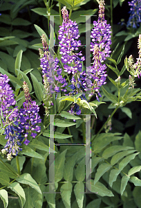 Picture of Galega officinalis 