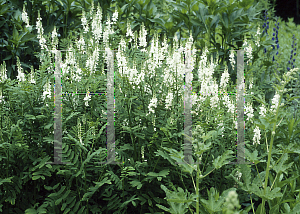 Picture of Galega officinalis (Hartlandii Group) 'Alba'