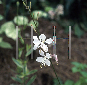 Picture of Oenothera lindheimeri 'Corrie's Gold'