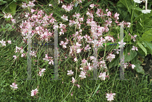 Picture of Oenothera lindheimeri 'Siskiyou Pink'