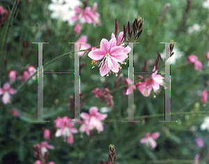 Picture of Oenothera lindheimeri 'Siskiyou Pink'