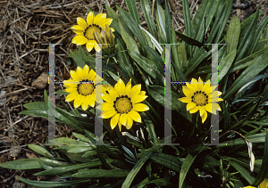 Picture of Gazania rigens 'Chansonette Yellow'