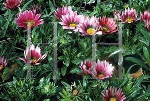 Picture of Gazania rigens 'Chansonette Pink Shades'