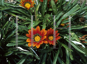 Picture of Gazania rigens 'Daybreak Bronze'