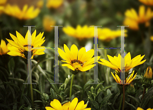 Picture of Gazania rigens 'Daybreak Garden Sun'