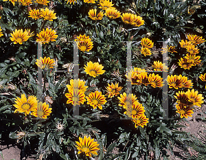 Picture of Gazania rigens 'Daybreak Red Stripe'