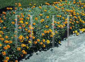 Picture of Gazania linearis 