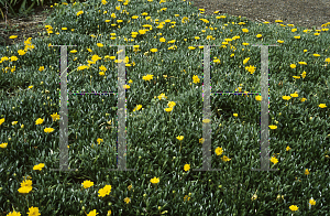 Picture of Gazania linearis 