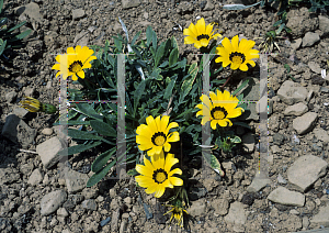 Picture of Gazania  'Moonlight'