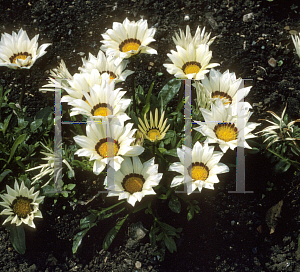 Picture of Gazania rigens 'Mini Star'