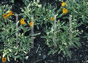 Picture of Gazania rigens 'Aureo Variegata'