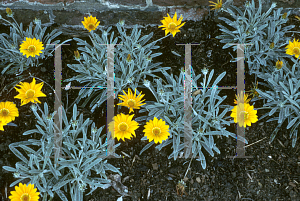 Picture of Gazania rigens var. uniflora 