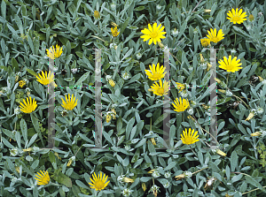 Picture of Gazania tomentosa 