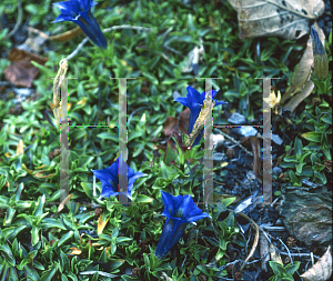 Picture of Gentiana acaulis 