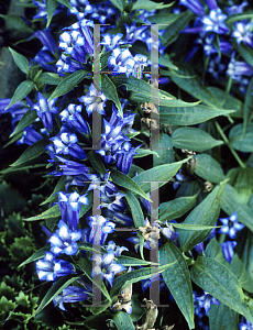 Picture of Gentiana asclepiadea 'Knightshayes'