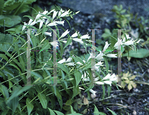 Picture of Gentiana asclepiadea 'Alba'