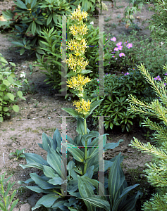 Picture of Gentiana lutea 