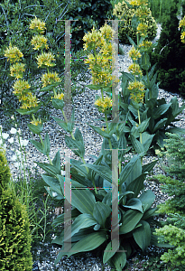 Picture of Gentiana lutea 