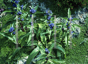 Picture of Gentiana clusii 