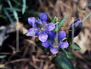 Picture of Gentiana septemfida 