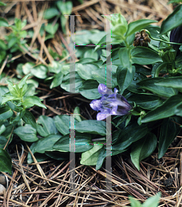 Picture of Gentiana septemfida 