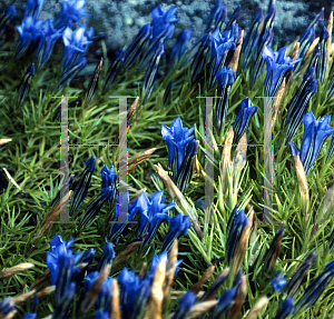 Picture of Gentiana sino-ornata 