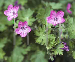 Picture of Geranium albanum 