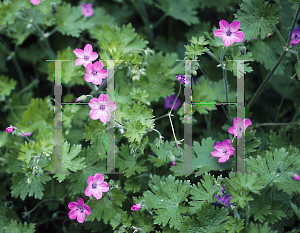 Picture of Geranium albanum 