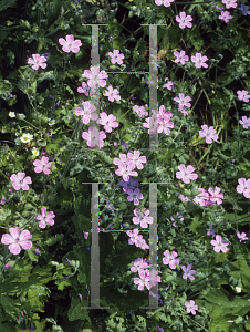 Picture of Geranium albanum 