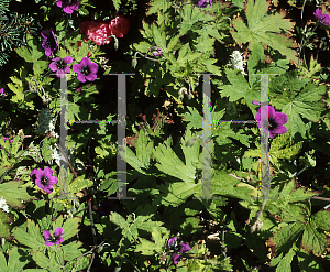 Picture of Geranium albanum 'Ann Folkard'