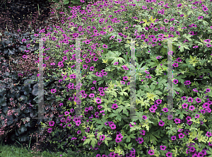 Picture of Geranium albanum 'Ann Folkard'