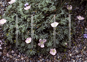 Picture of Geranium argenteum 