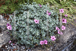 Picture of Geranium argenteum 