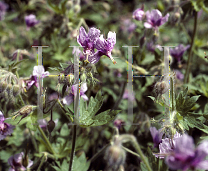 Picture of Geranium aristatum 