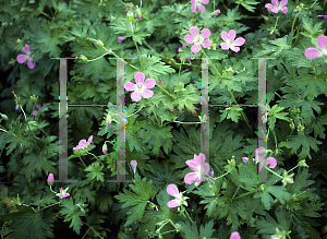 Picture of Geranium asphodeloides 