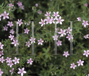 Picture of Geranium asphodeloides 