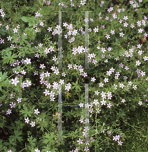 Picture of Geranium asphodeloides 