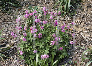 Picture of Geranium x cantabrigiense 