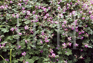 Picture of Geranium x cantabrigiense 