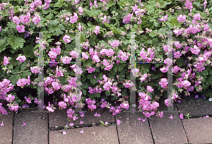 Picture of Geranium x cantabrigiense 'Biokovo Karmina'