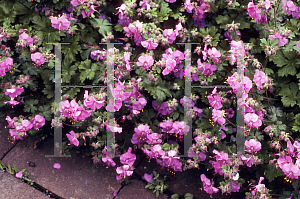 Picture of Geranium x cantabrigiense 'Biokovo Karmina'