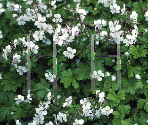 Picture of Geranium x cantabrigiense 'Biokovo'