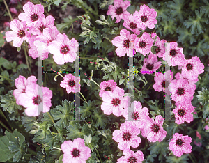 Picture of Geranium cinereum 'Ballerina'